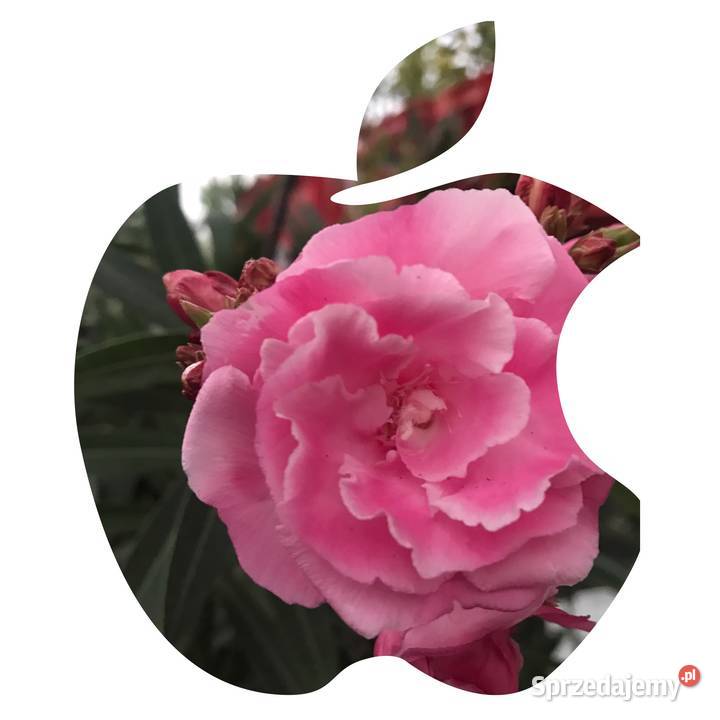 Oleander świeżo ścięte gałązki do ukorzenienia Brzeźnica