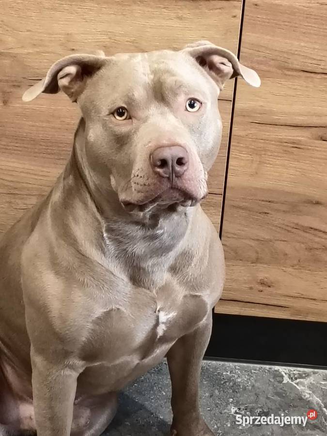American Bully XL Lilak śliczny Gdańsk