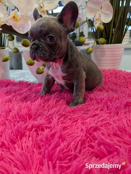 Buldog francuski niebieski Olsztyn