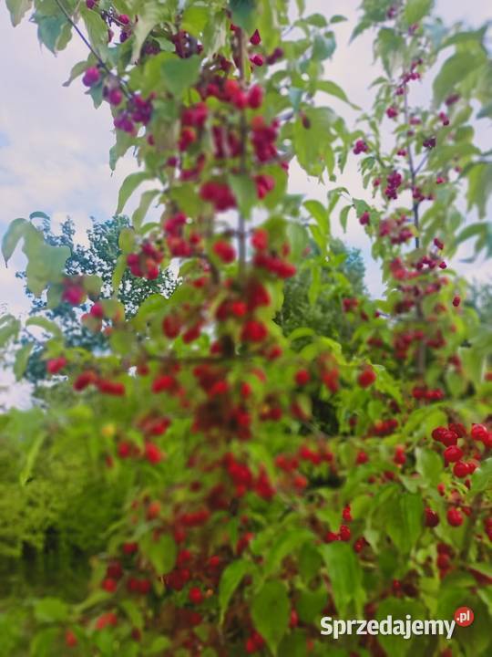Dereń jadalny owoce Pozostałe Lubaczów