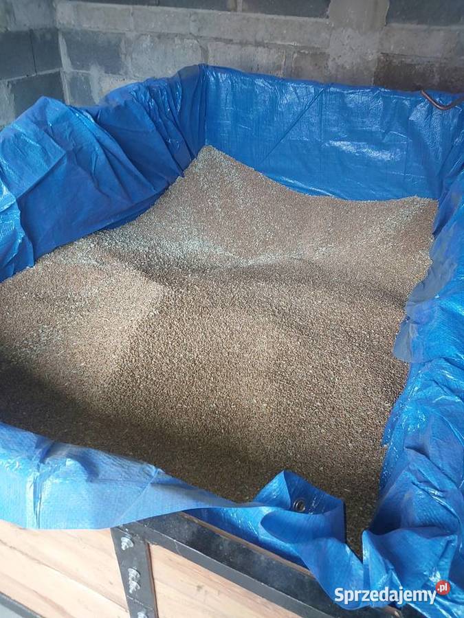 Pszenica Ozima Ziarno Rychłocice sprzedam