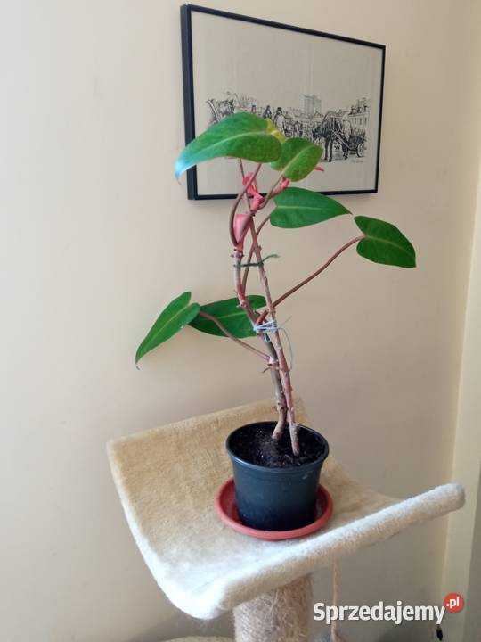 Filodendron szczawik monstera i inne Białystok