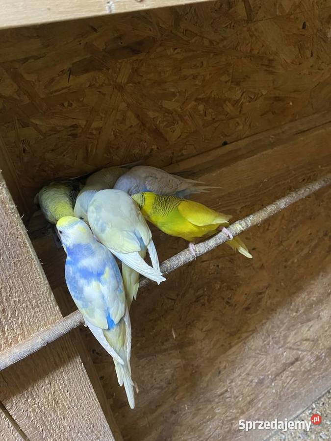 Sprzedam papugi faliste i nimfy Krasnystaw sprzedam