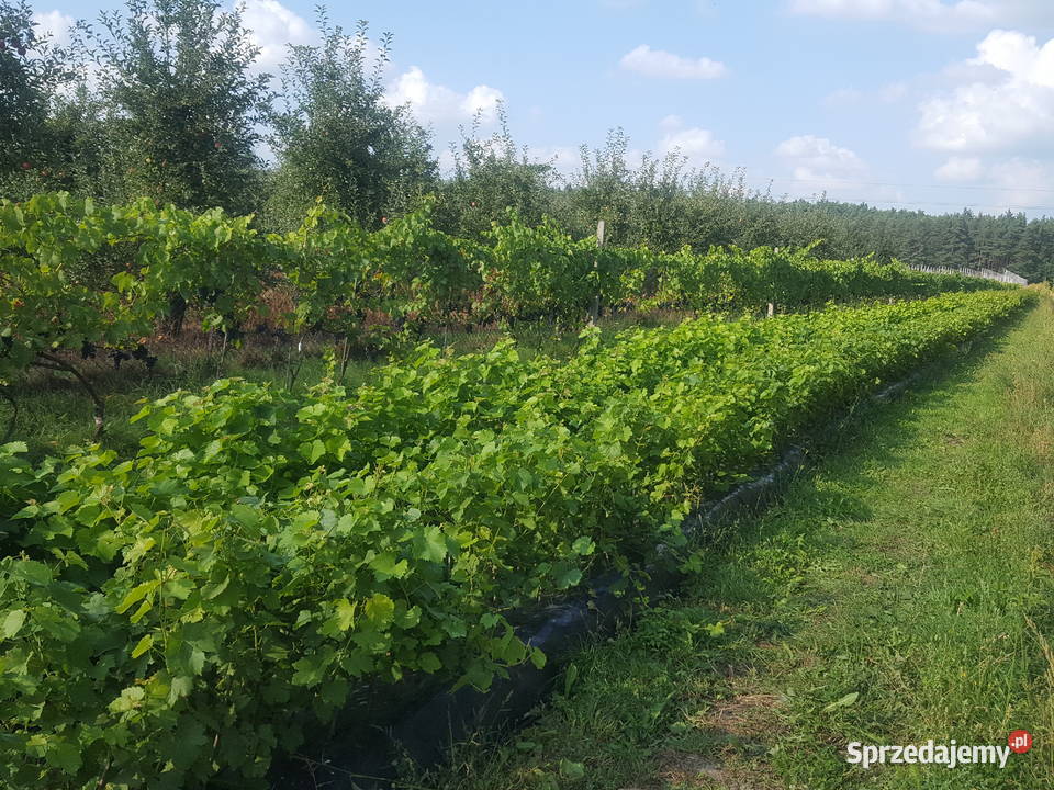 Sadzonki winorosli przerobowej Regent Dornfelder mazowieckie Magierowa Wola
