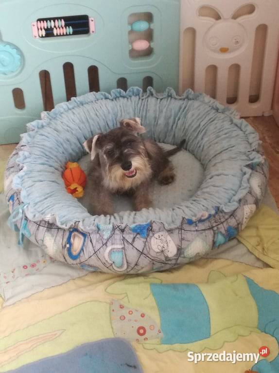 Sznaucer Miniatura rodowodowe szczenięta Zwierzęta Radomsko