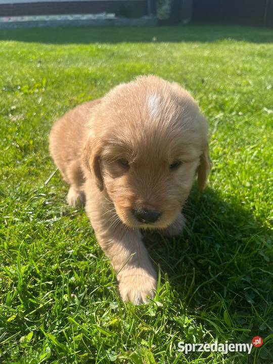 Golden Retriever śląskie