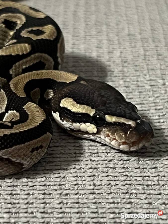 Pyton królewski Mojave poss het Clown samica Ostróda
