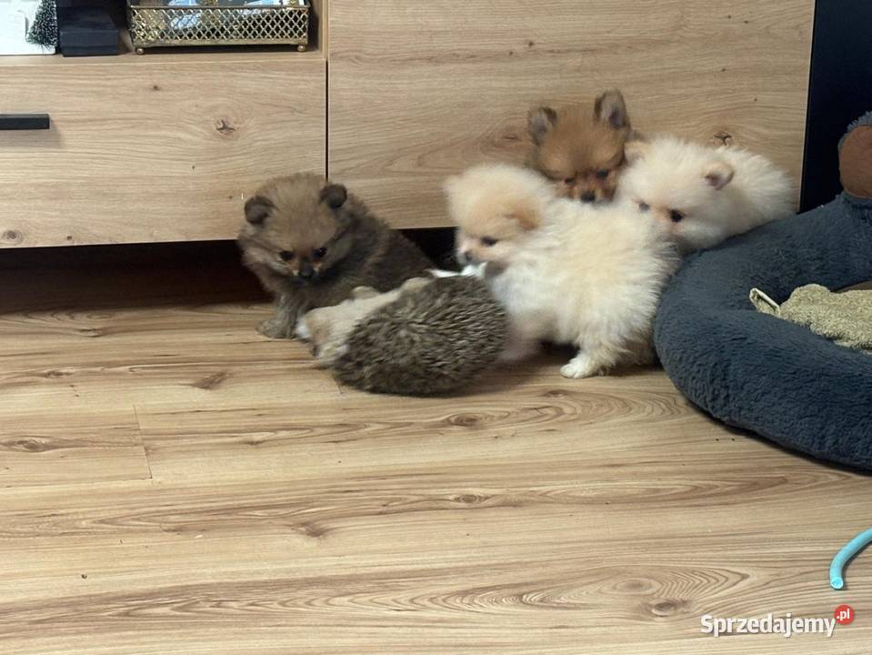 Szpic miniaturowy pomeranian Szpic miniaturowy Łukowa