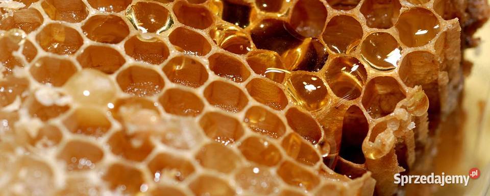 Hurtowa sprzedaż miodu