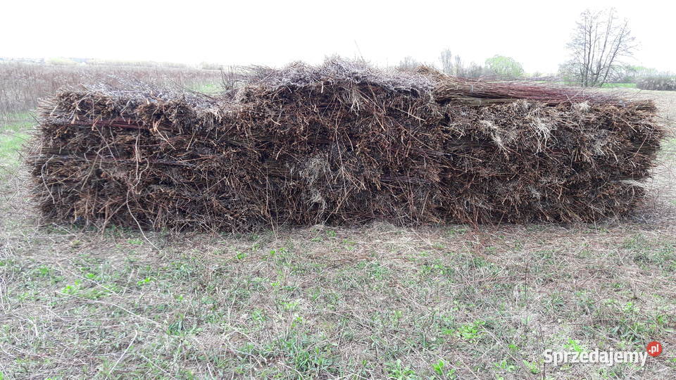 Wiklinę wykoszoną 045ha Sarzyna