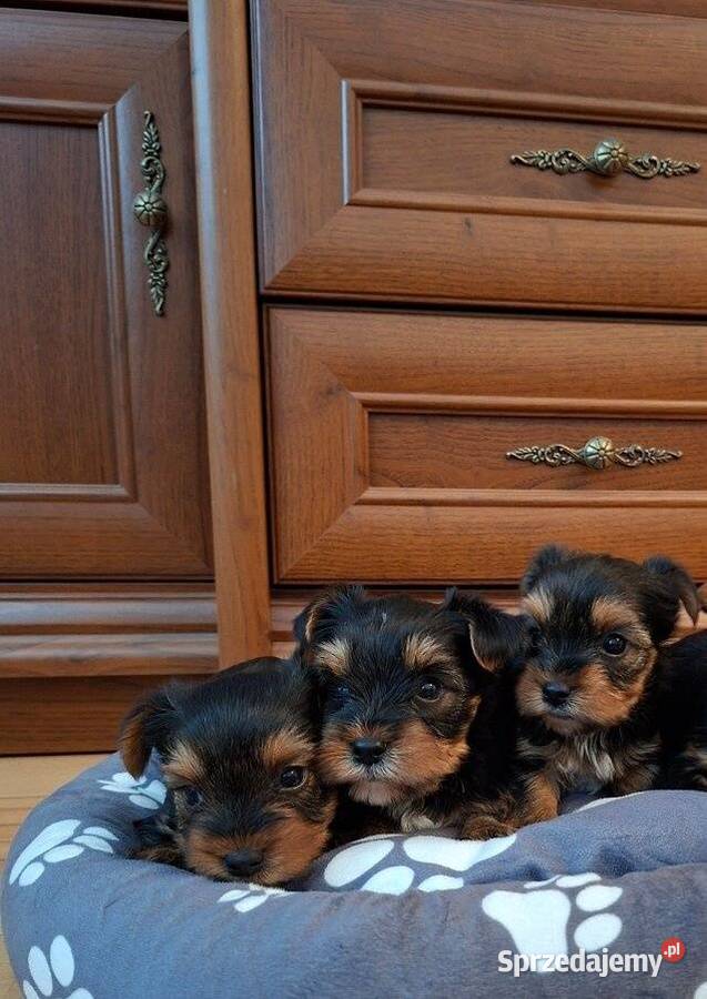 Yorkishe terrier sprzedam