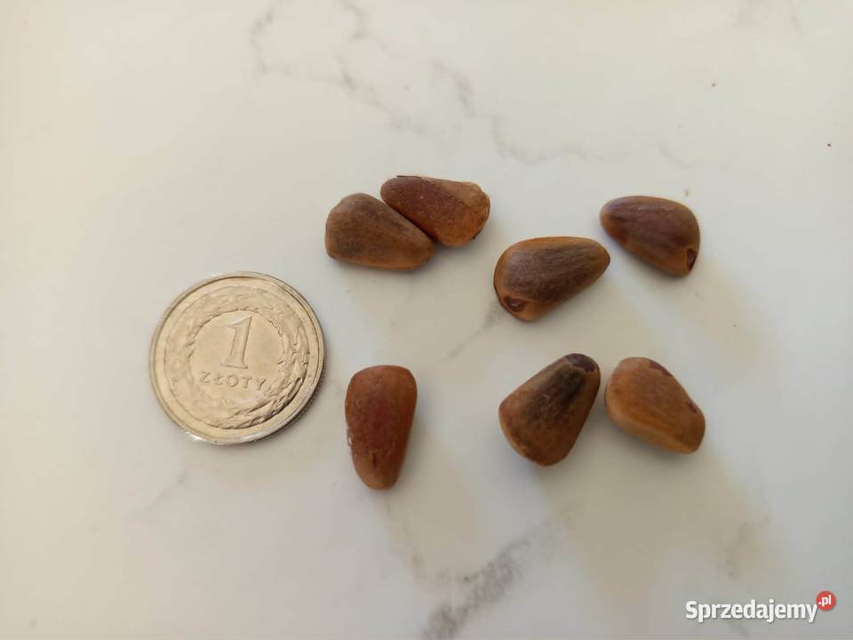 Sosna Coultera NASIONA UNIKAT Januszkowice