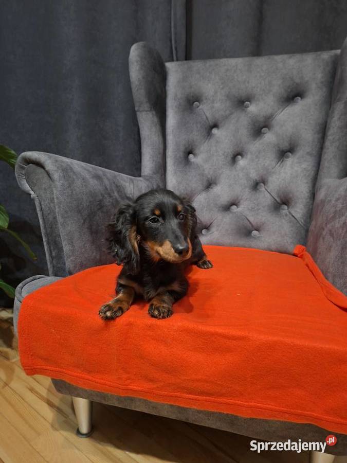 Jamnik długowłosy suczka Żyrardów sprzedam