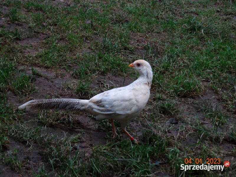 Sprzedam Bażanty Brzoskwiniowe Bażant splash Zwierzęta Gostyń