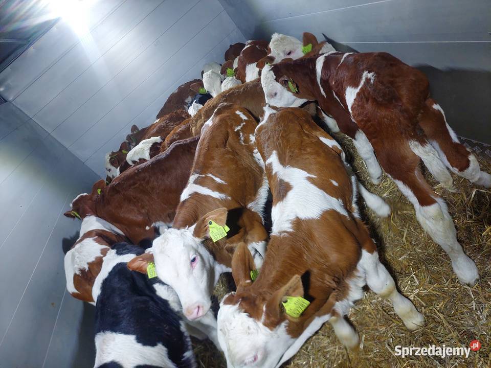 Sprzedam byczki mięsne