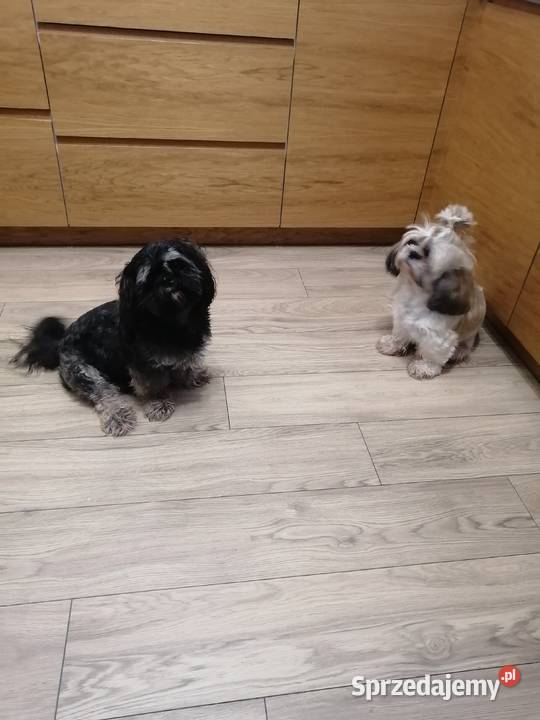 Szczeniaki shihtzu gotowe do odbioru Jodłówka-Wałki sprzedam