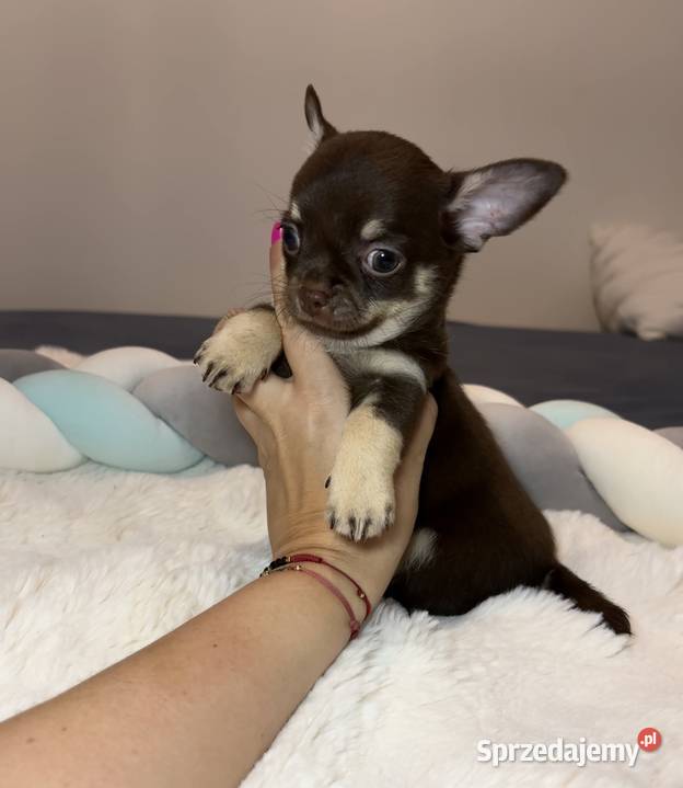 Chihuahua długowłosy piesek choco tan badania Bełchatów