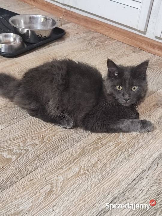 Maine Coon piękne kociaki
