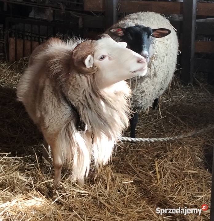 Sprzedam owce i barana Wola Krzysztoporska