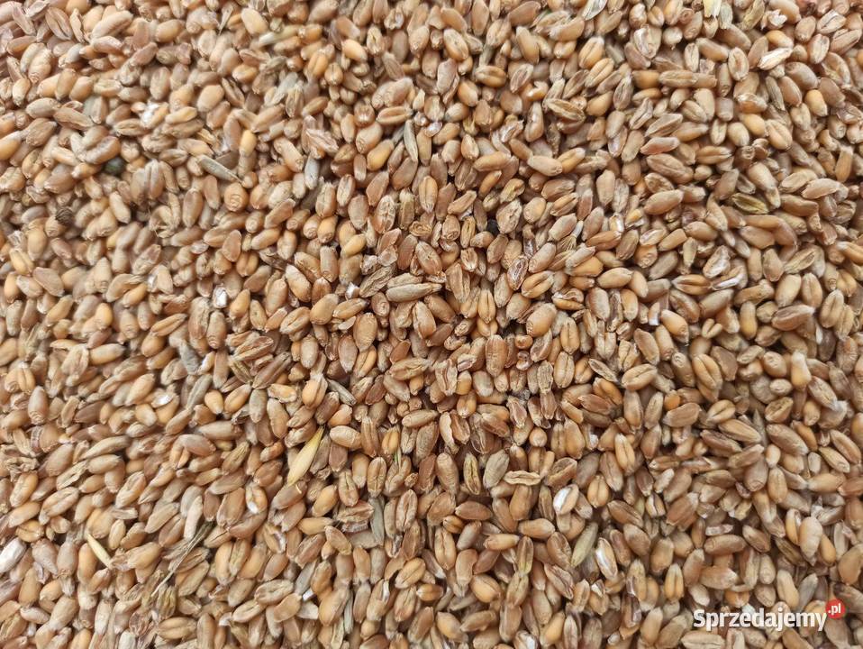 Pszenica ozima 2025 mazowieckie