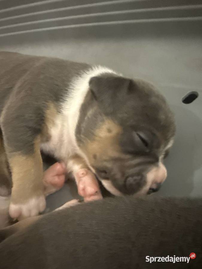 Amstaff Zapraszamy do rezerwacji Szczenięta o Amstaff Sarnowo