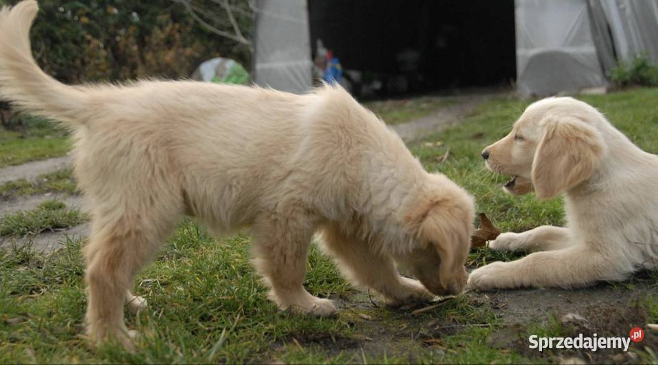 Golden Retriever świętokrzyskie Kargów