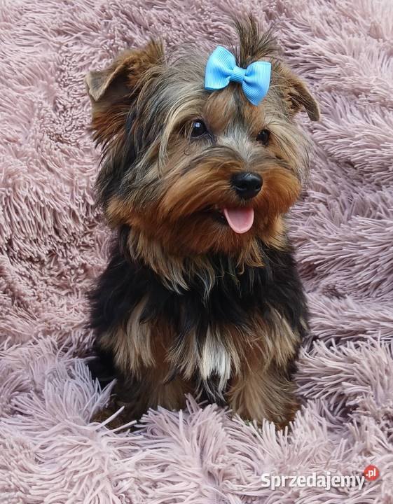 samiec york Yorkshire terier samczyk złoto Rzeszów