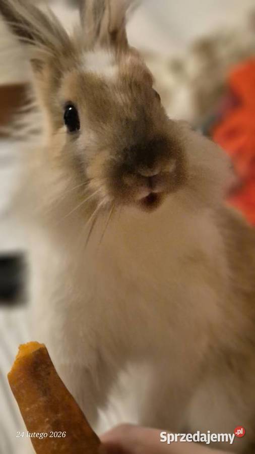 Królik miniaturka samiczka Warszawa