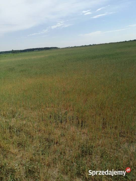 Udział w nieruchomości gruntowej niezabudowanej Usługi Parczew