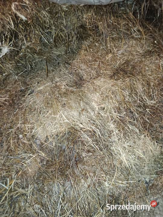 sianokiszonka Radzyń Podlaski