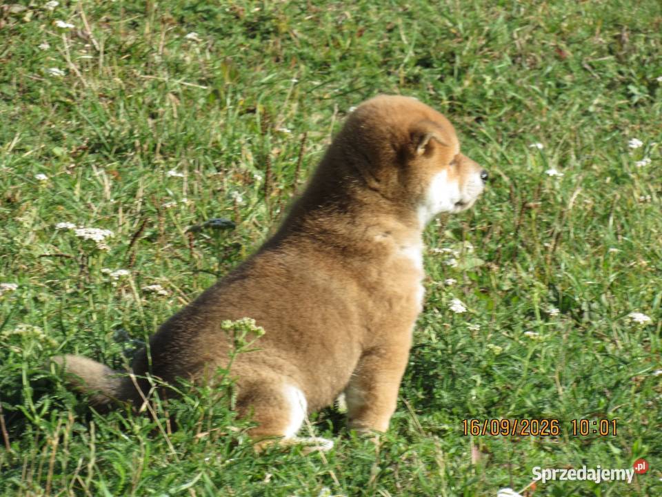 Rezerwacje na dwoje szczeniąt rasy Shiba Inu Psy Bychawka Trzecia sprzedam