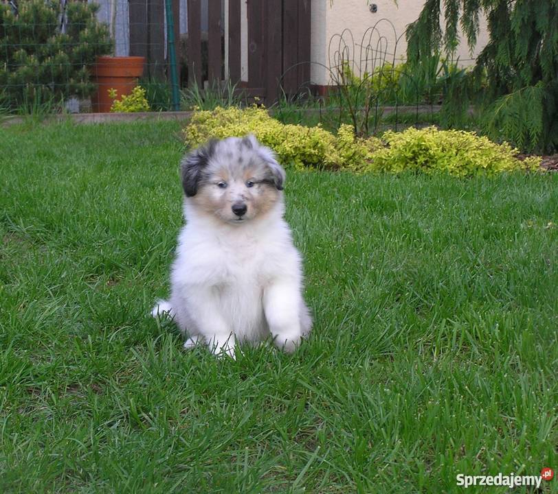 Owczarek szetlandzki shelie szczenięta Jaktorów