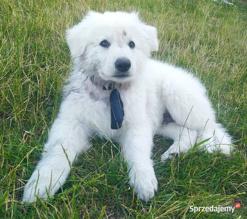 Biały Owczarek Szwajcarski samiec opolskie sprzedam