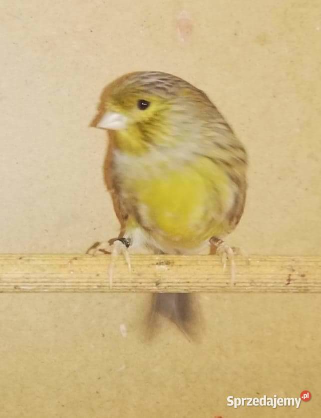 Samciec zielony 2019 samice 2020 Pustków-Osiedle