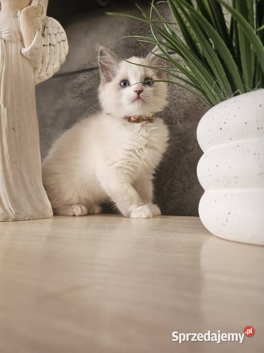 Piękne kocięta Ragdoll szukają domu ojcu FCI Ragdoll