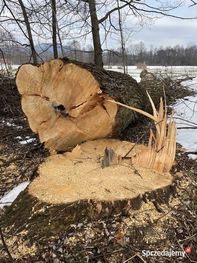 Kloc wierzby Opał Zakliczyn sprzedam