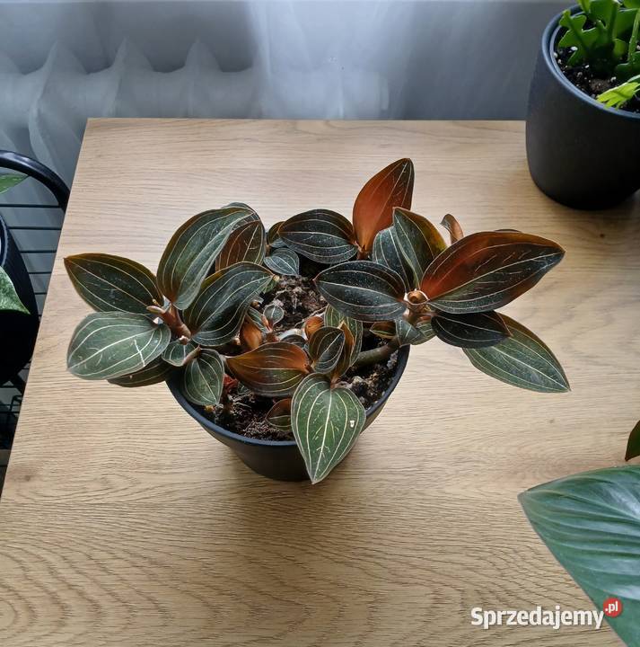Ludisia discolor Hemaria ludisja storczyk jewel Częstochowa sprzedam