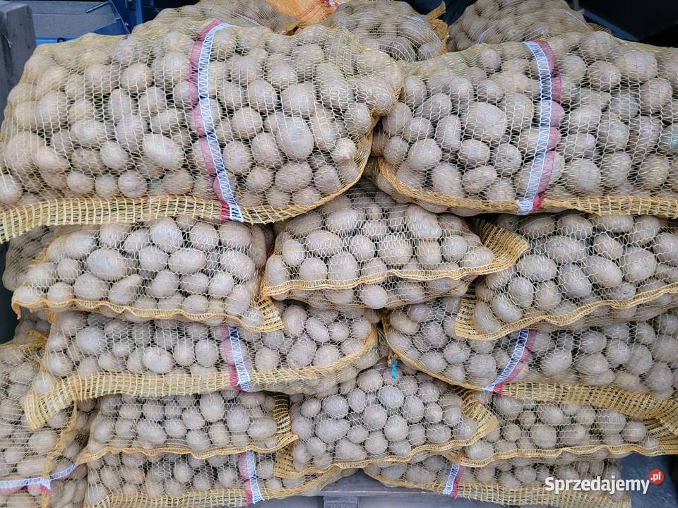 Ziemniaki lillyDenar jelly corina łódzkie Zduńska Wola