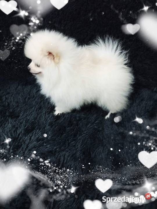 Marley White Boy Do odbioru POMERANIAN Rodowód Opole