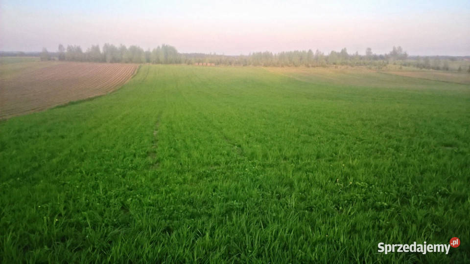 MazuryStare Juchy Działka 7500m 37 złm2