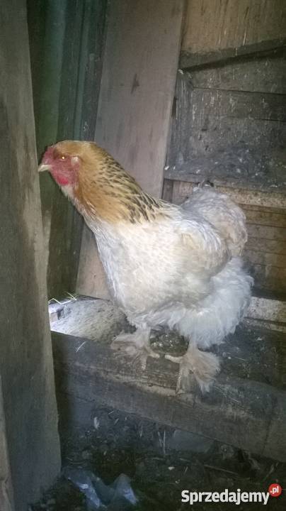 kura kochin kokoszka Pozostałe Wejherowo