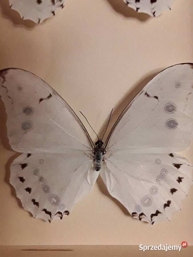 Motyle w ramce Morpho luna i Morpho Polyphemus zachodniopomorskie Szczecin