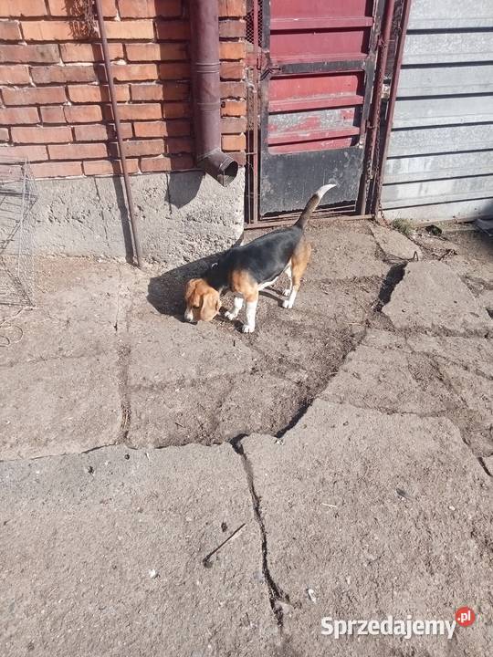 beagle Beagle Wawrzeńczyce