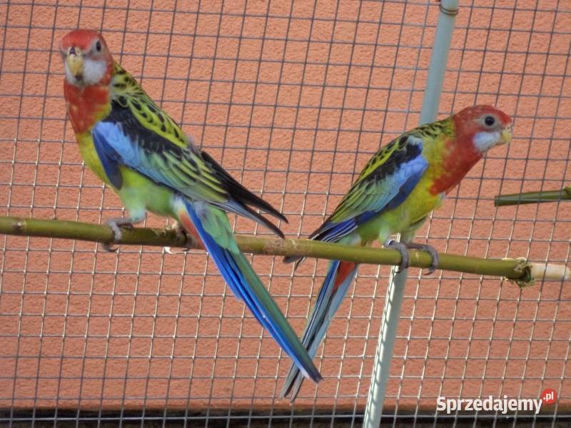 rozele bialo lice śląskie