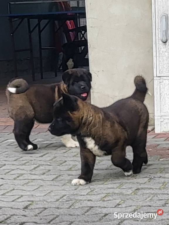 Akita Amerykańska szczeniaki ostatnie 2 pieski Psy Koźmin Wielkopolski