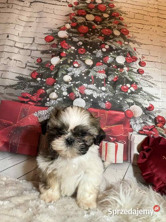 ShihTzu suczka gotowa do odbioru opolskie Strzelce Opolskie