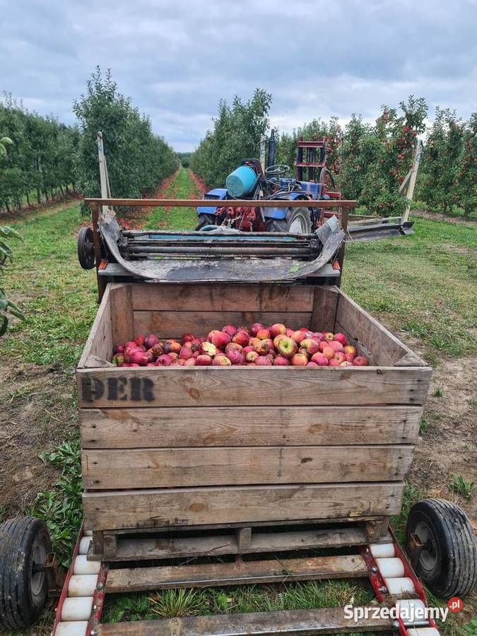 Kombajn do jabłek przemysłowych