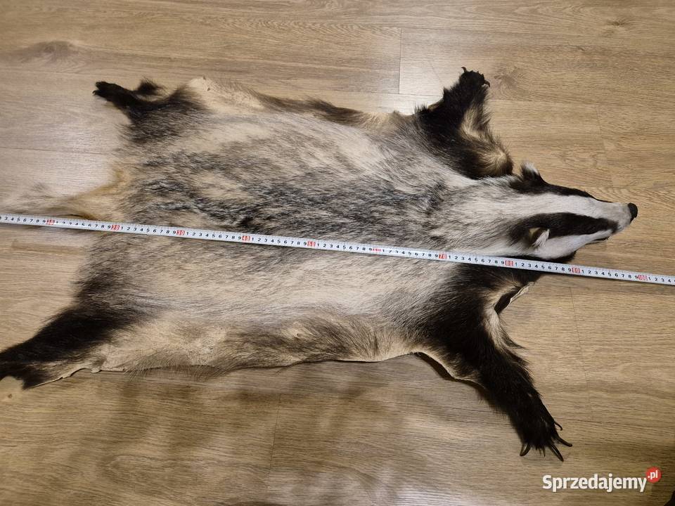 świeża skóra z borsuka łódzkie Lutomiersk