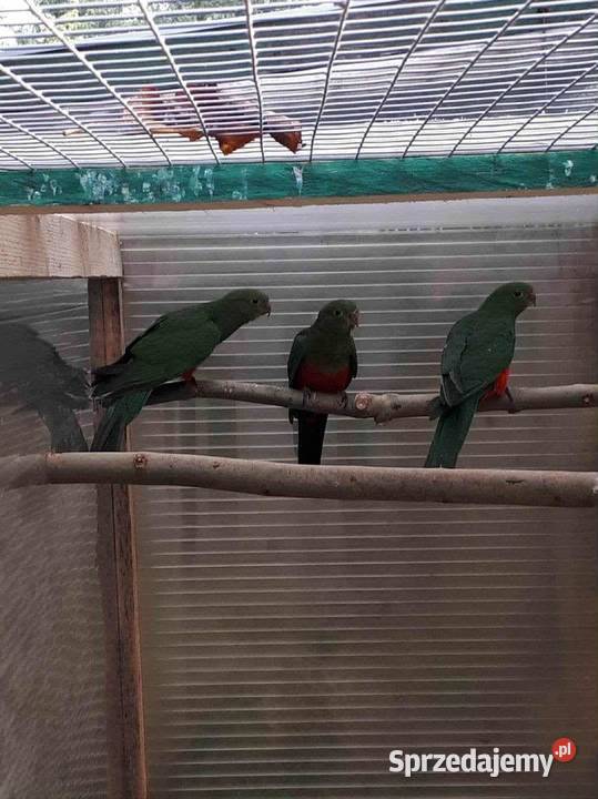Papugi królewskie szkarłatki Ptaki