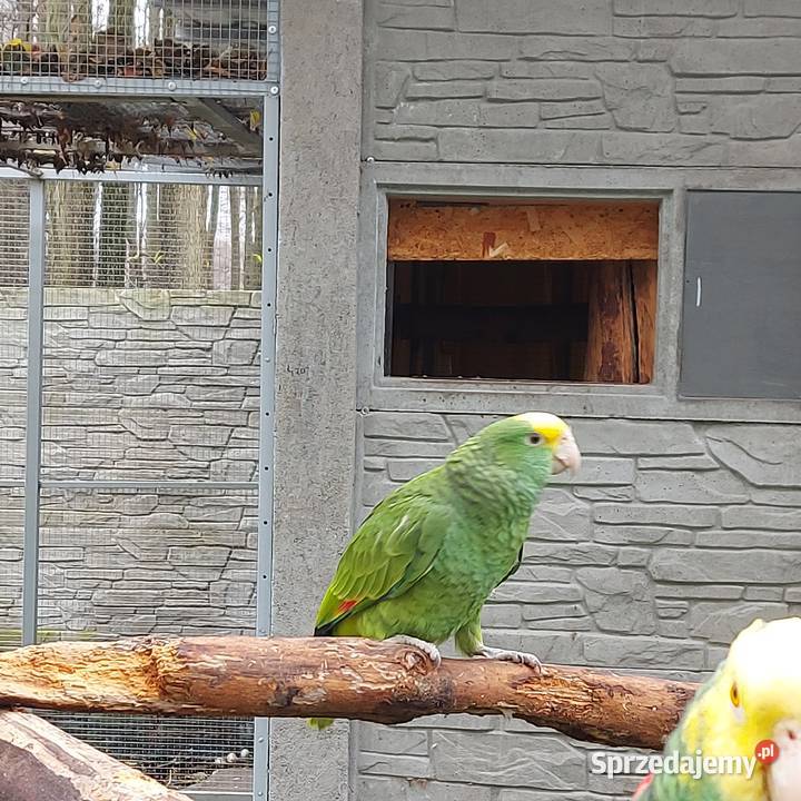 Amazonka niebieskoczelna samica Amazonka oratrix Wieruszów